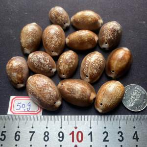 seashells หอยเบี้ย snow baby cowrie หอยนางรมหลังสูงสีดำ 50g สำหรับการตกแต่งบ้าน