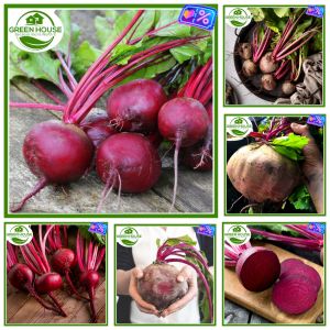 Green House® - Fresh Beetroot Seeds buto ng gulay (40 Seed) Sugar Beets incl. Planting Instructions to Plant