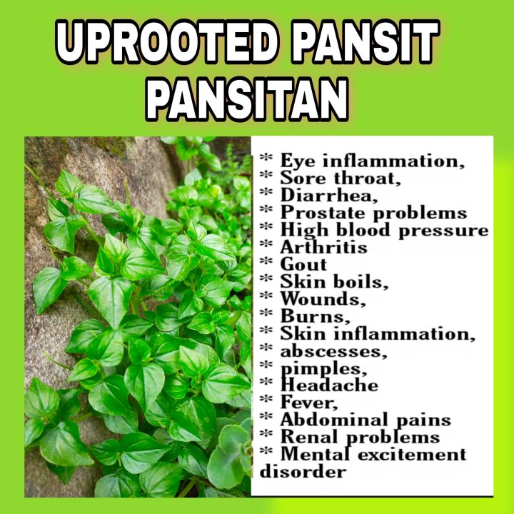 UPROOTED PANSIT PANSITAN Lazada PH