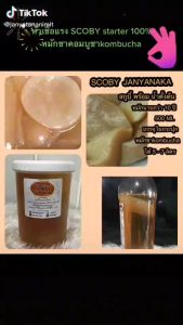 ชุดหมักชาJun Komcuchaหรือเชมเปญแห่งคอมบูชา-วุ้น จุนสกูบี้ JUN Scoby + Jun starter น้ำตั้งต้นอายุการหมักกว่า10ปี+น้ำผึ้งแท้ 750cc 1ขวด มั่นใจต้อง⭐️⭐️⭐️⭐️⭐
