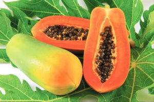 BIBiT PEPAYA CALOFORNIA MADU UNGGULAN 500 biji