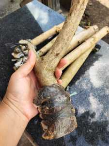 bonsai sancang murah