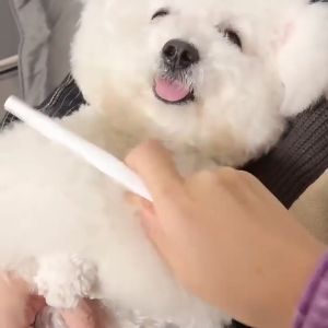 หวีแมว หวีสางเหา หวีสางไข่เหา หวีหมัดแมว หวีขนแมว สำหรับหวีขนสัตว์เลี้ยง หวีแปรงขนแมว หวีแปรงขนสัตว์เลี้ยง หวีกำจัดเห็บหมัด เหา เห็บ