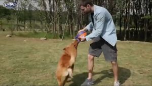 Cori Peto สินค้าพร้อมส่งในไทย GiGwi JUMBALL ลูกบอลใหญ่ มีหูจับ ไว้คาบ หรือจับเล่นกับน้อง เหมาะสำหรับสุนัขสายพันธุ์ใหญ่ ของเล่นหมาใหญ่