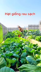 túi 500gram Hạt giống rau muống lá tre trồng quanh năm