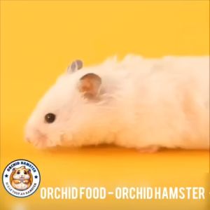 Thức Hamster Orchid Thất Bảo Vỗ Béo Cho Hamster Mỗi Ngày