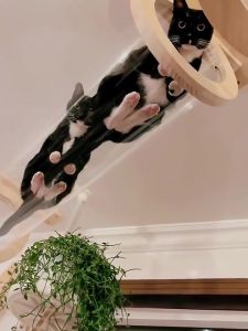 DIY Cat Wall Mounted Hanging Cat Climbing Frame Air Tunnel Space Capsule Cat Villa Air Corridor Jumping Platform Solid Wood Cat House Cat Hanging Nest Cats Climbing Frame Ceiling F