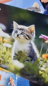 HIMALAYA 20CM*30CM HD self-adhesive CUTE CAT poster