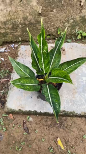 Cây Cung Điện Xanh - Tổng thể tầm 20-30 cm - Kiểng lá xinh xắn!