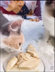 Pet Steam Chicken Breast Bethel Soft Chicken For Cats & Dogs 40g