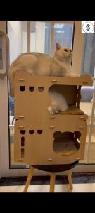 " Local Stock Cardboard Cat House Stackable Wooden Cat House Cat Scratch House Cardboard Cat Scratcher Cat Scratching Post Cat Scratchers for Indoor Cats Cat Houses for Indoor Cats Cat Scratch Pad