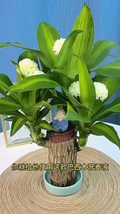 SG [3Pcs/5Pcs] Brazilian Wood Plant Food 100ml Indoor Plant Fertilizer for Lucky Bamboo Houseplant Fertilizer Anti-Yellow