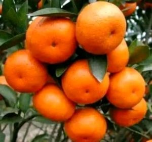 Bibit Jeruk Santang Madu Super🌱 Jenis Jeruk Yang Terkenal Karena Rasa Manis Sanggat Cocok Buat Tabulampot Hasil Okulasi Sudah Berbuah Semua Berbuah Bisa bayar COD Bayar Dirumah