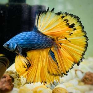 Mustard Halfmoon Betta