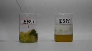 [SG SELLER] 5PCS/10PCS Strong Drain Cleaners Pipe Dredging Agent Kitchen Water Piping Sewer Toilet Closes Tool Cleaning Deodorant Chemicals Dredge Sink