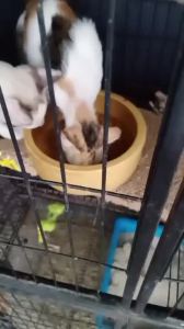 Happy Meow Cat Food