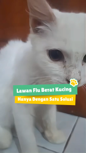 Holycatlabs Goodbye Flu 1 Obat 3 Solusi Mengobati Flu Berat Batuk dan Demam Kucing 10ml
