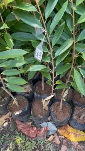 Bibit Durian Musangking Musang King Tinggi 1 Meter Asli