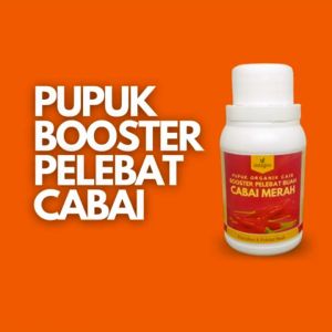 Pupuk Cabe Agar Berbuah Lebat Obat Semprot Pelebat Buah Cabe Pupuk Booster Cabe Rawit Merah Keriting