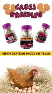 CROSS BREEDING BOTOL 35 KAPSUL - meningkatkan produksi telur