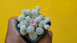 ต้นกระบองเพชร Mammillaria Vetula gracilis #mammillaria #แมมมิลาเรีย #cactus #แคคตัส