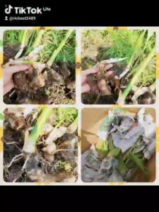 พรรณไม้ว่านพะตะบะ ขึ้น100 %