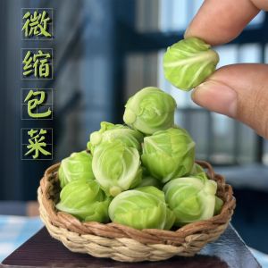 Miniature Simulation Cabbage Vegetable Model DIY Accessories Blythe Props Miniature Kitchen Restaurant Creative Design