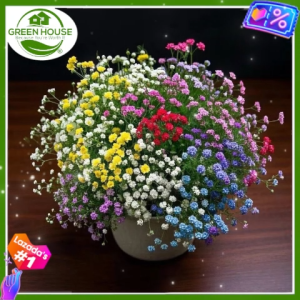 Green House® - Gypsophila Flower Seeds mixed colors (9 Seeds) Pure Variety incl. Instruction