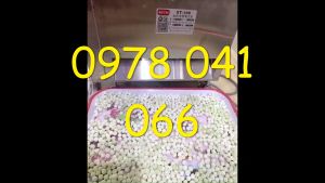 Máy vo viên thuố-c đông y máy vê viên bánh nhãn hoàn đảm bảo chất lượng ST106 size 8mm