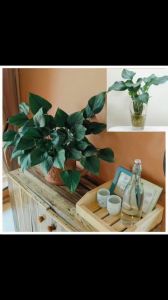 Cây thanh tâm giúp cải thiện tinh thần và thu hút tài lộc Minh Hân Garden