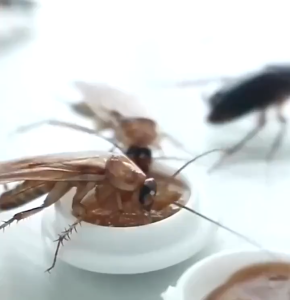 Membunuh kecoa dalam satu sarang 8 pcs/kotak/cockroach killer/umpan lem pembunuh kecoa yang kuat di dapur / stiker umpan lem dapur yang kuat artefak pembunuh kecoa yang tidak beracun MS