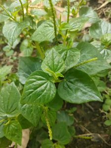 daun sirih cina segar dipetik pas. masuk order harga 500 gram 20000