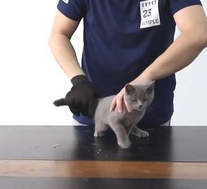 Pet Brush Grooming Glove Massage Pet Cat Brush Dog Comb Itchy Massage Deshedding Fur Pet Comb Penghilangan Bulu Kucing