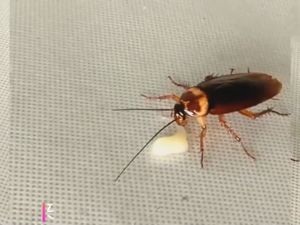 BIBLIO Cockroach Gel Bait Killer Insect Pesticide Control Powder Killing Trap Insecticide Repellent Bugs 10g