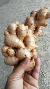 JAHE GAJAH JUMBO LOKAL PUTIH SEGAR BERAT 1 KG