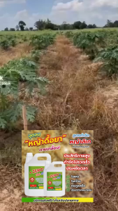 ZERO กำจัดวัชพืชแบบยั่งยืน ขนาด 1 ลิตร ปลอดภัยต่อโลกและผู้ใช้ ส่งฟรีทั่วไทย#ซีโร่ #สำหรับมันสำปะหลัง #กำจัดหญ้าในสวนทุเรียนอินทรีย์ปลอดภัยต่อผู้ใช้และบริโภคจัดการด้วย