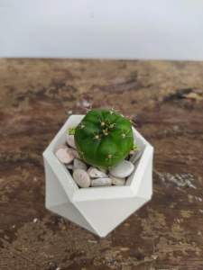 Promo kaktus hidup Pot Hexa shape bikin sejuk mata