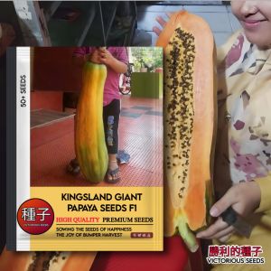 1 Pak (50 Butir) Pepaya Raksasa Kingsland F1 Kemasan Original Import / Bibit Pepaya Super Jumbo