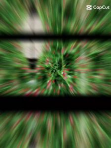 [Gói 60 hạt] HOA TÓC TIÊN LEO - Loại Siêu Dễ Trồng Hoa Nở Đẹp Tặng kèm Hướng Dẫn Trồng