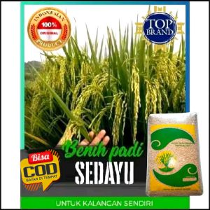 Benih Padi SEDAYU UNGGUL Kemasan 1KG