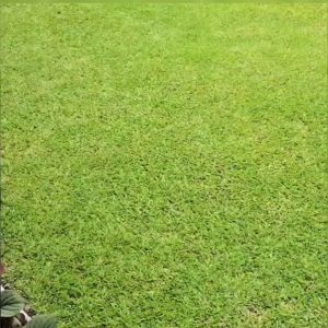 CASE BEN LEATHER IPHONE 7 8 7 PLUS 8 PLUS 11 11 PRO 11 PRO MAX X XS XR XS MAX TEKSTUR SERAT