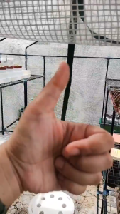 Large Garden Backyard Walk-in Greenhouse Set with Racks and Shelfs