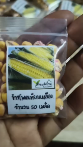 50 เมล็ด ข้าวโพดเทียนเหลือง เมล็ดข้าวโพดเทียนน้ำผึ้ง เมล็ดข้าวโพดเทียน ข้าวโพดเทียน เมล็ดข้าวโพด ข้าวโพด