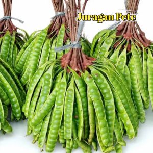 PROMO PETE TUA MURAH ISI 10 LONJOR FREE BONUS 2 LONJOR/PETE SEGAR PILIHAN/PETE TUA SUPER/PETE SEGAR PILIHAN/PETE/PETAI/PETE JAWA/PETE WONOGIRI/PETAI TUA/PETAI MURAH/PETE TUA/PETE MURAH/SAYURAN SEGAR/LALAPAN MENTAH/PELENGKAP MASAKAN
