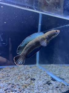 CHANNA ANDRAO [4+- INCH] SELECT FISH QUALITY