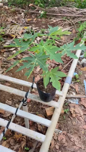 Cây Đủ Đủ lùn Siêu Trái - Tổng thể tầm 20-30 cm - Phù hợp trồng chậu mau cho trái!