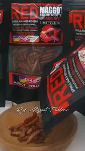 Red Maggot Fishlover