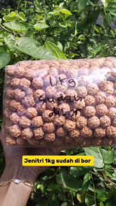 Jenitri Manik Rudraksha Sudah Di Bor ( 1000 Butir 1KG ) size -+10-15mm