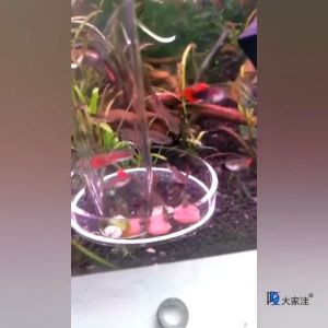 Auto feeder fish Aquarium Shrimp food feeder Acrylic fish Feeding Tube Tool for Small Fish Shrimp Feeding Bowl Tube Feeding Tube Aquarium Fishtank Accessories Aquarium food cup fish feeder suction tube for food小鱼喂食器 Underwater deep pipe喂鱼工具