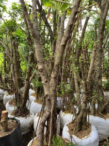 Bonsai Dongkelan Kimeng Size Besar Tinggi 150cm up